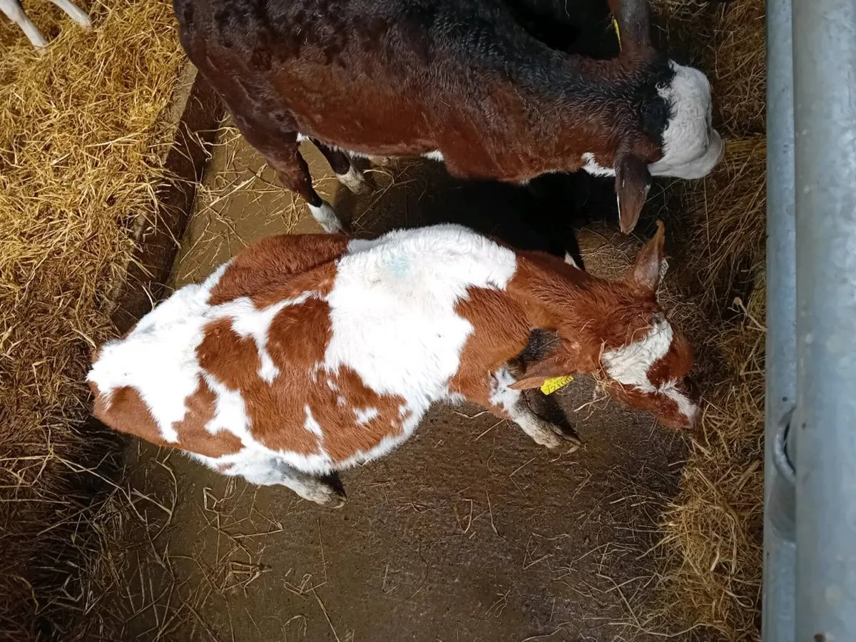 Fiesian Bull Calf - Image 2