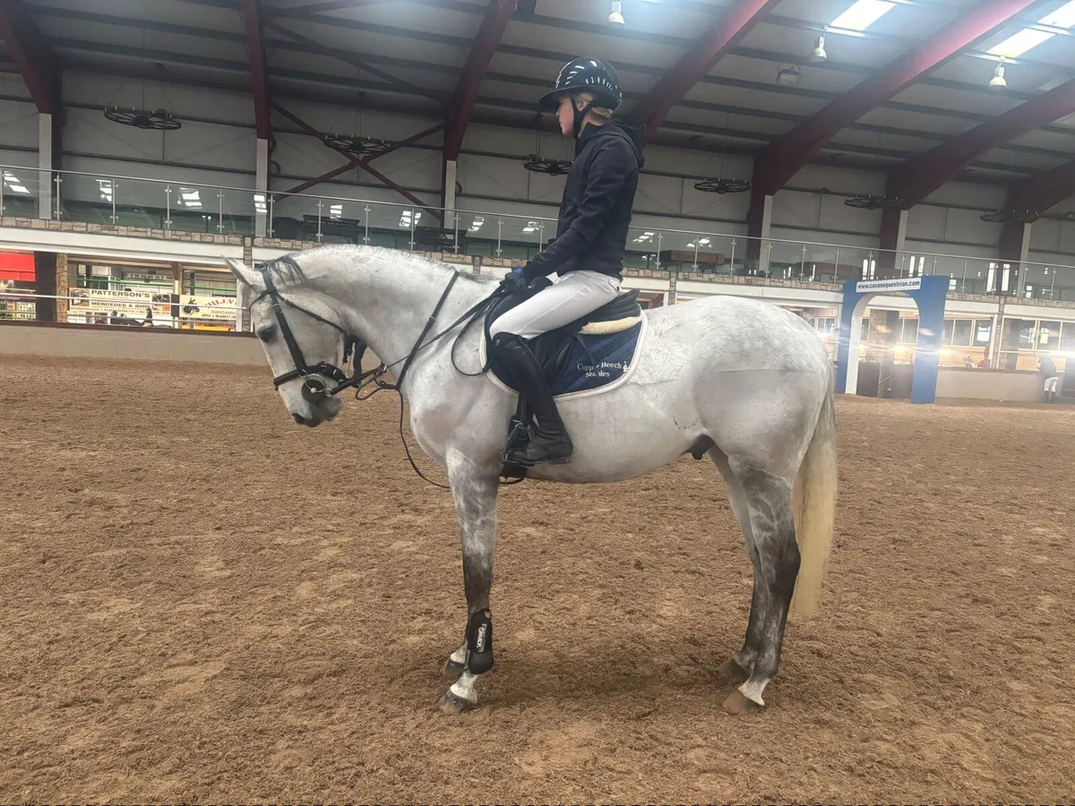 Lovely sensible 1.10m jumper/all-rounder - Image 3