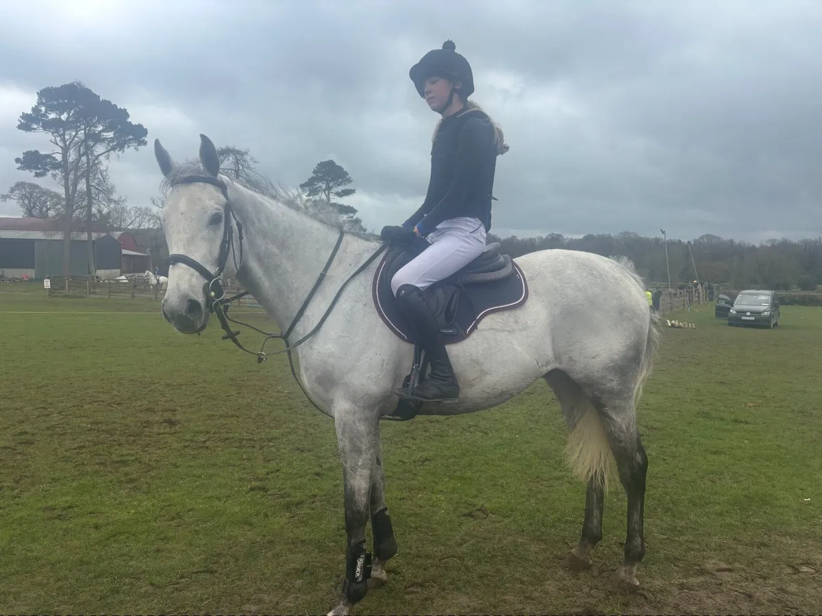 Lovely sensible 1.10m jumper/all-rounder - Image 4