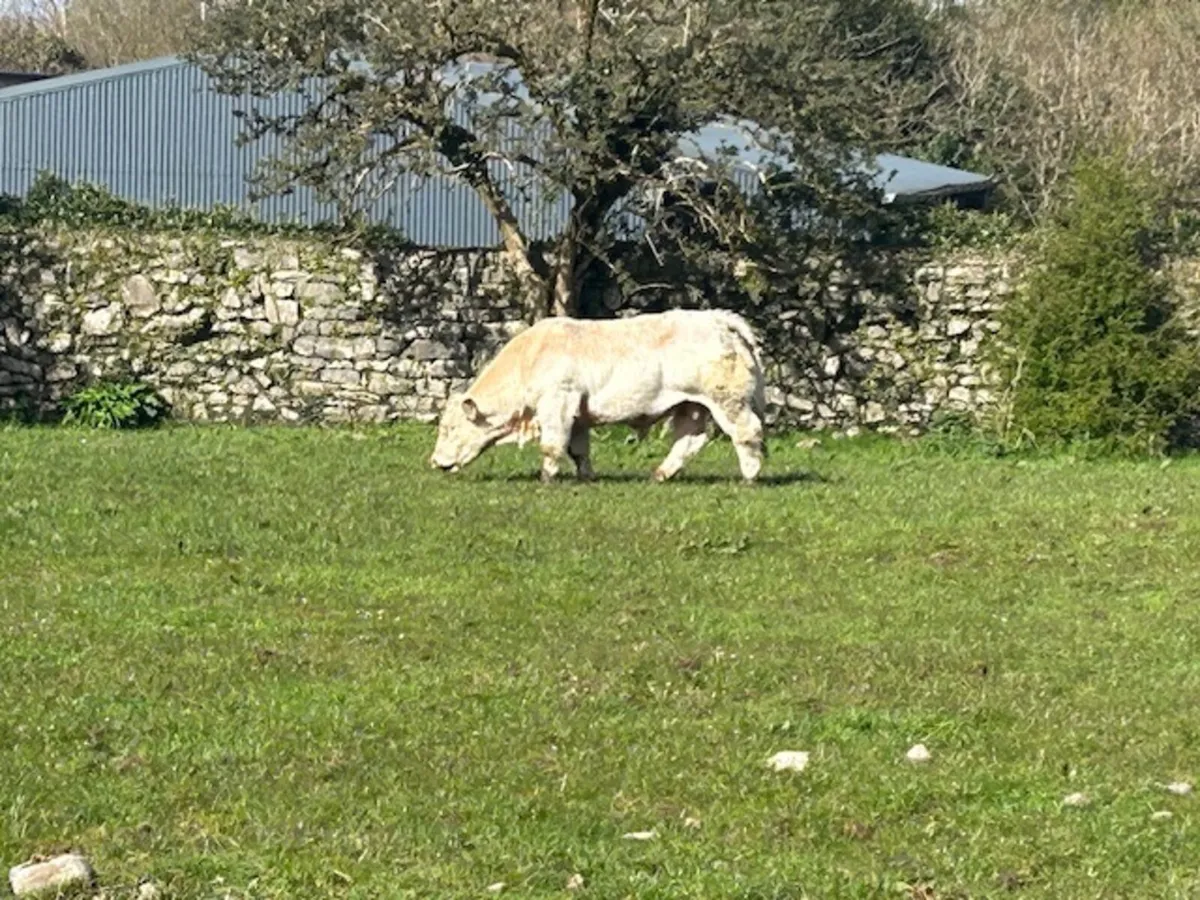 Well muscled. Charolais bull - Image 1