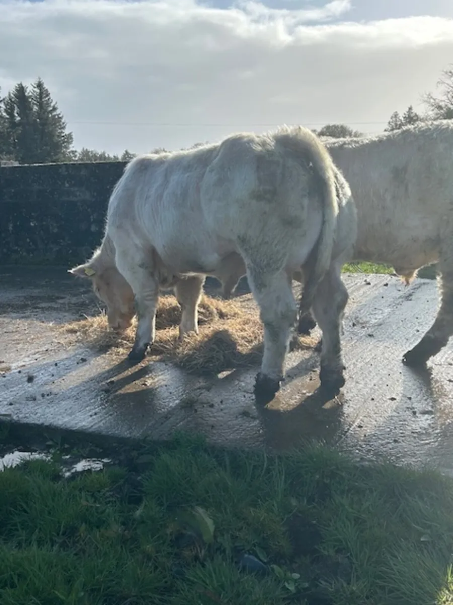 Well muscled. Charolais bull - Image 2