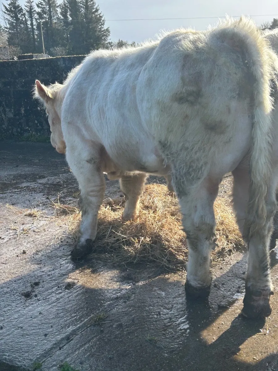 Well muscled. Charolais bull - Image 3