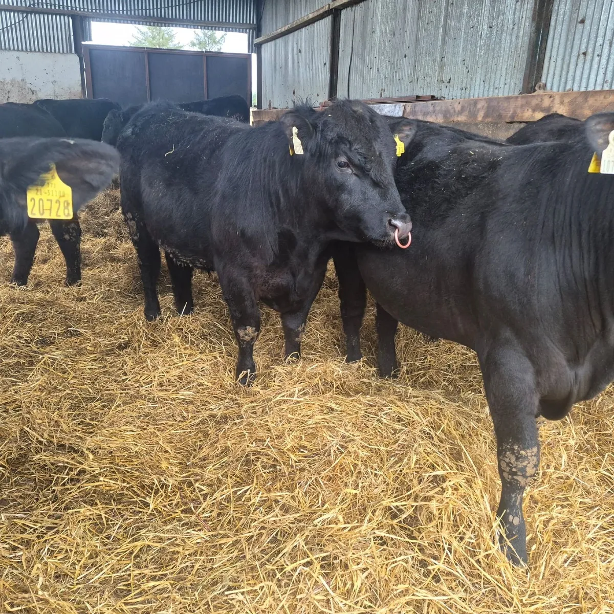 Pedigree Angus Bulls 5 Star - Image 2