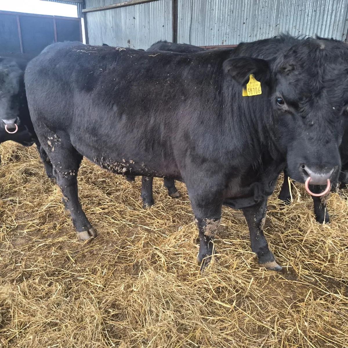 Pedigree Angus Bulls 5 Star - Image 1