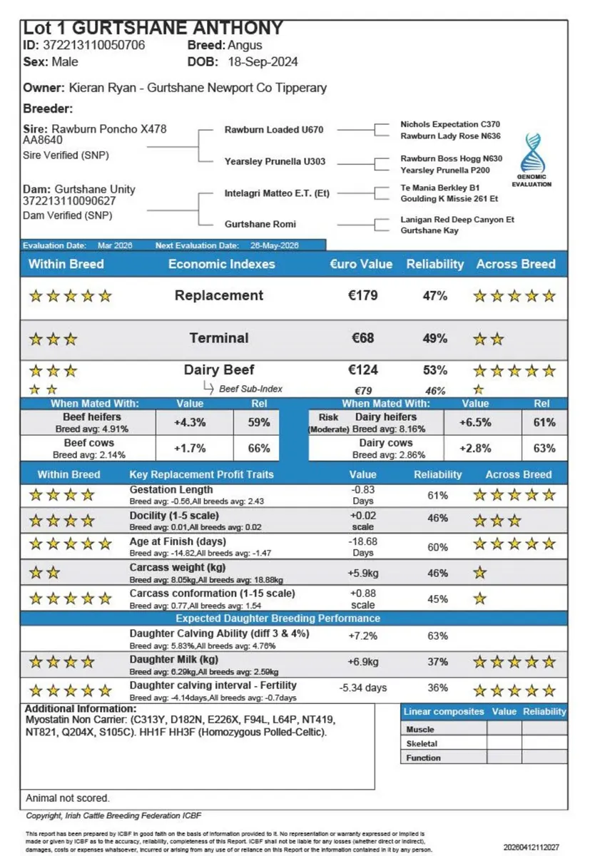 Pedigree Angus Bulls 5 Star - Image 3