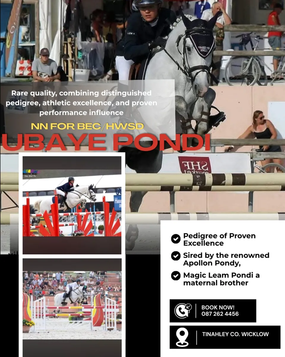 Connemara Stallion at Stud - Image 2