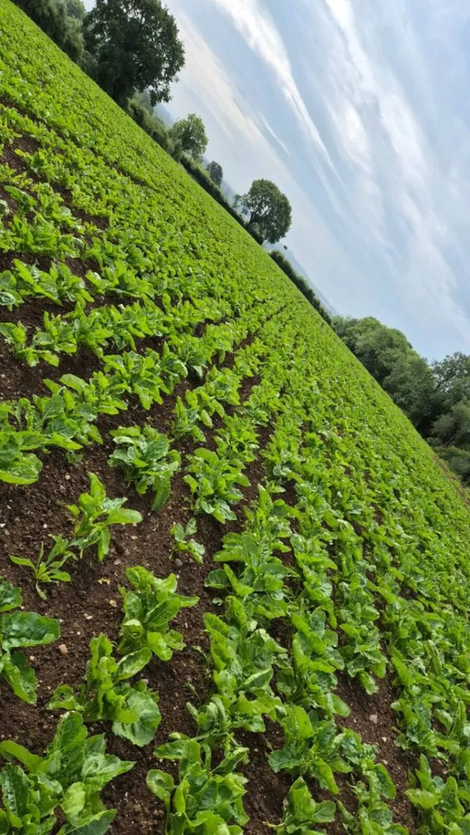 Fodder Beet - Image 2
