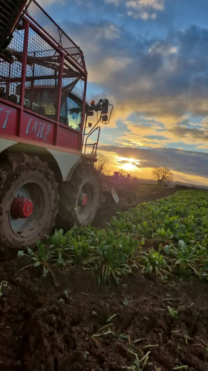 Fodder Beet - Image 3