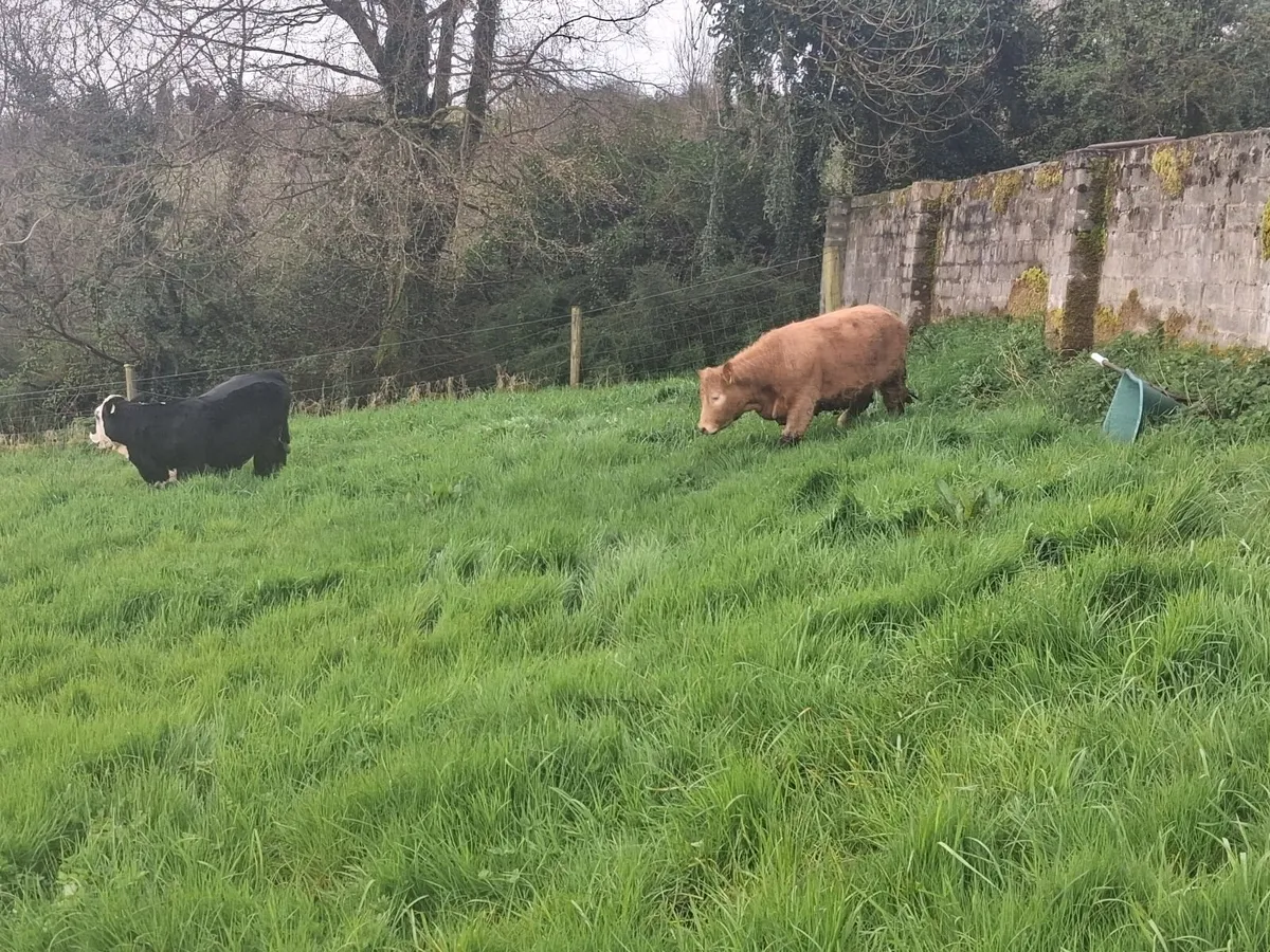 Organic Heifers - Image 1