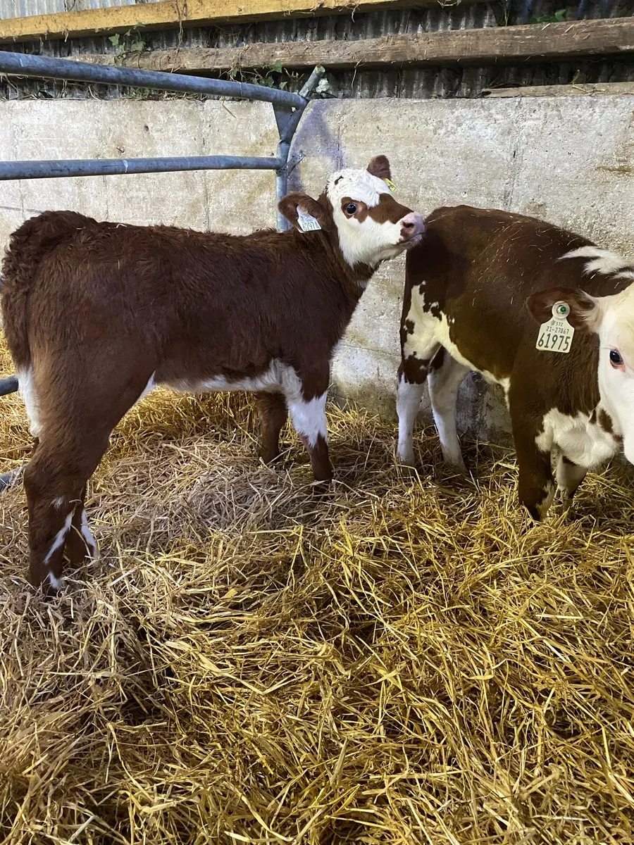 😍TWO COW MAKERS 😍 - Image 1