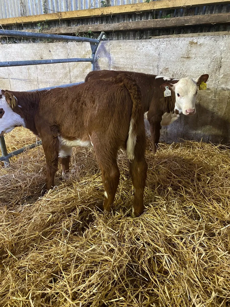 😍TWO COW MAKERS 😍 - Image 2