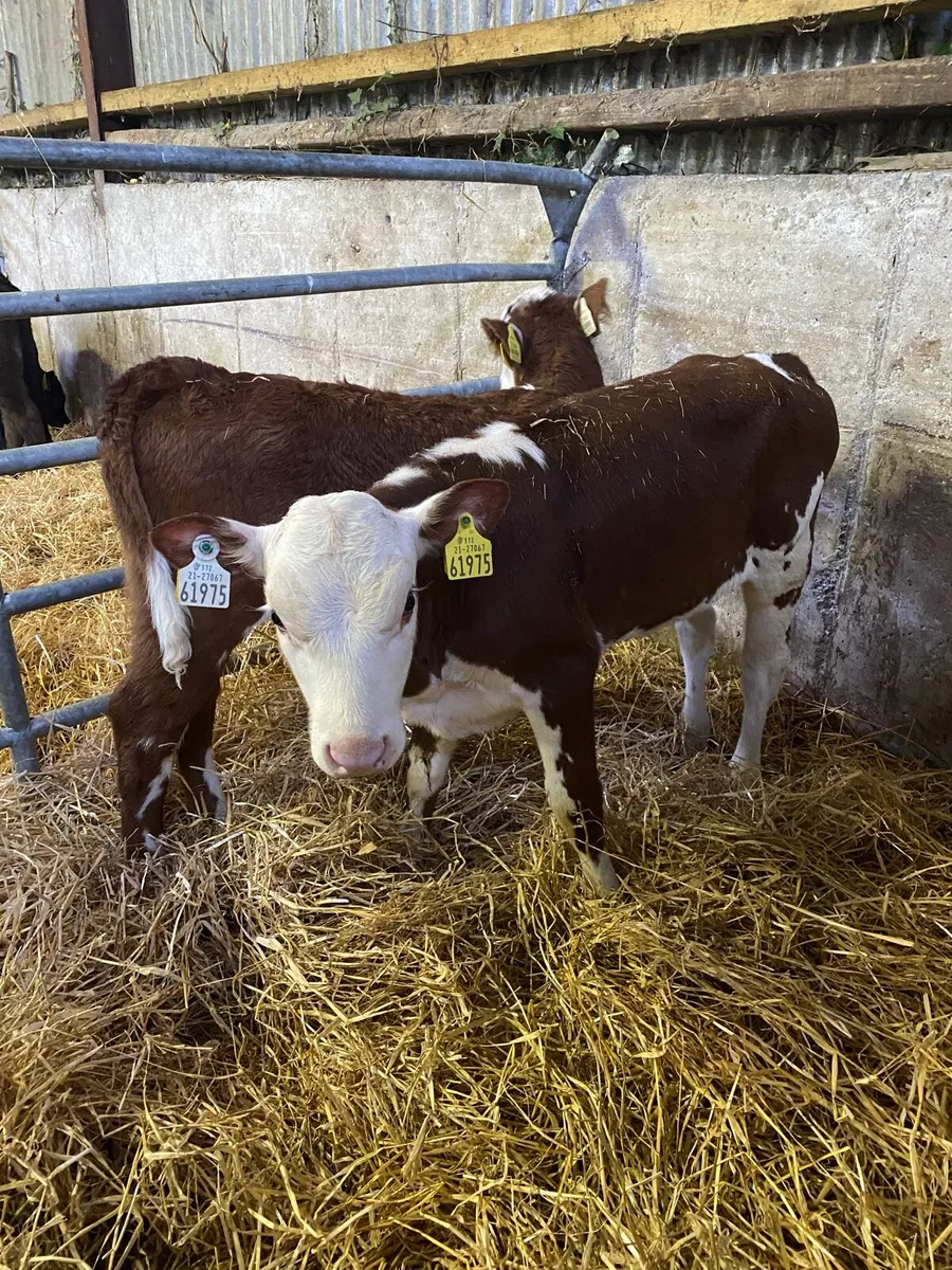 😍TWO COW MAKERS 😍 - Image 3