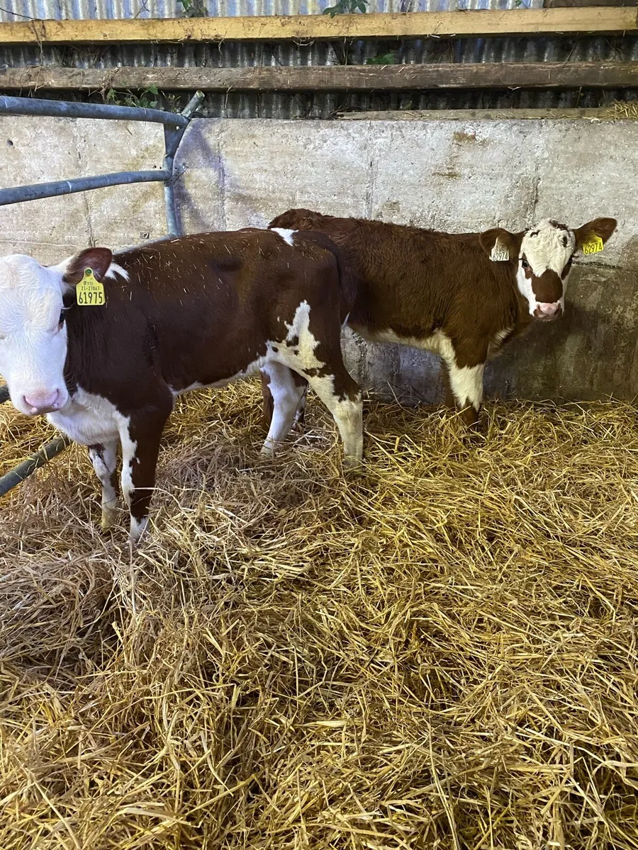 😍TWO COW MAKERS 😍 - Image 4