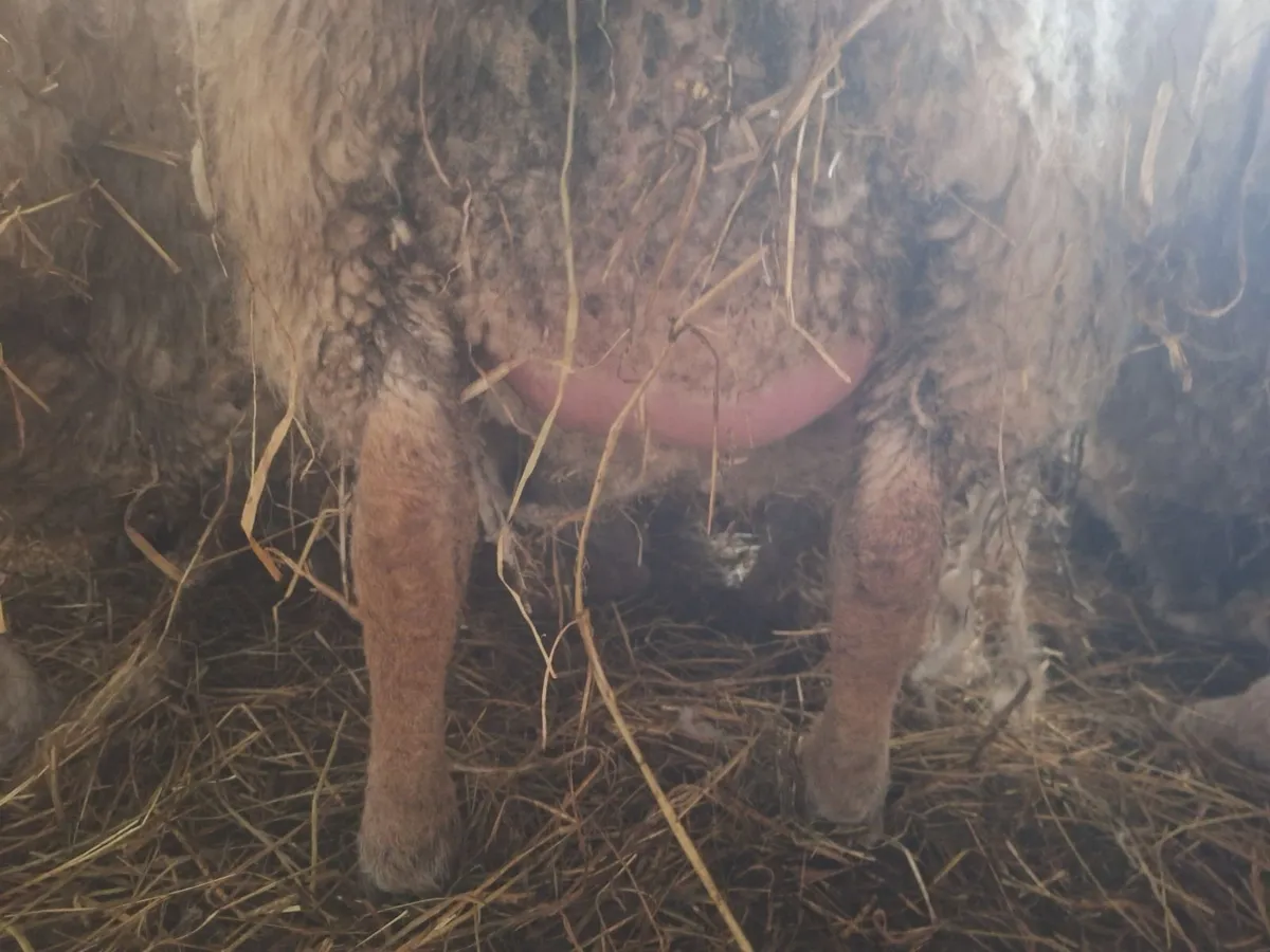 Foster ewe - Image 1