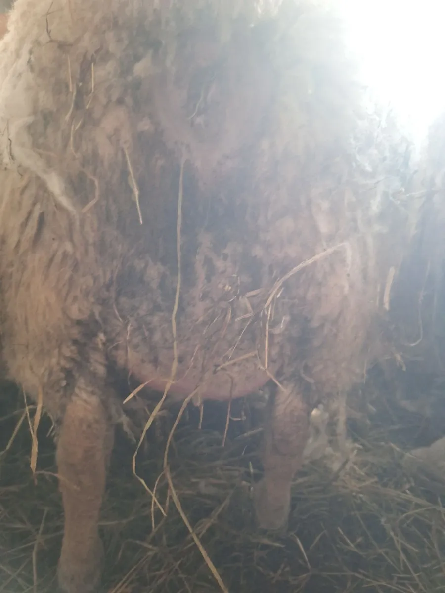 Foster ewe - Image 2