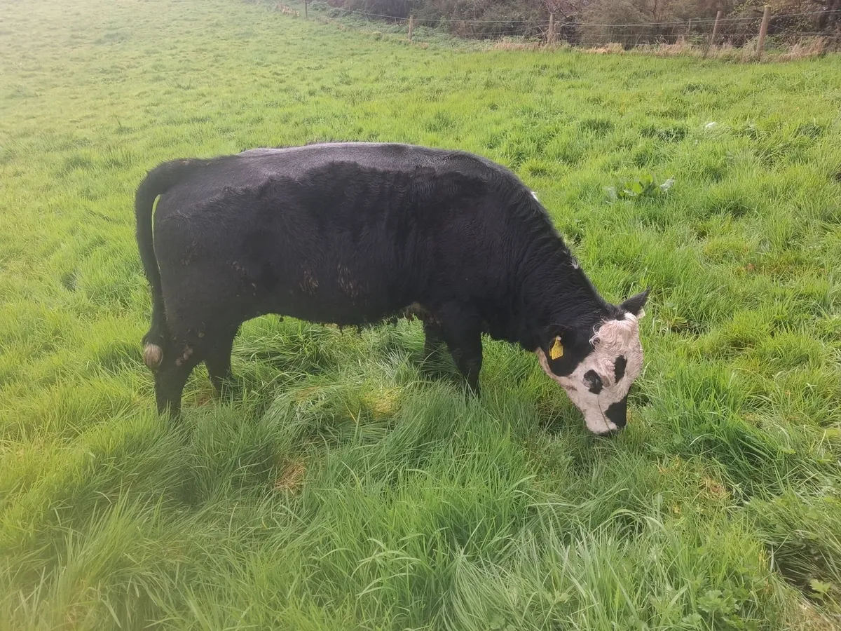 Organic Heifers - Image 2