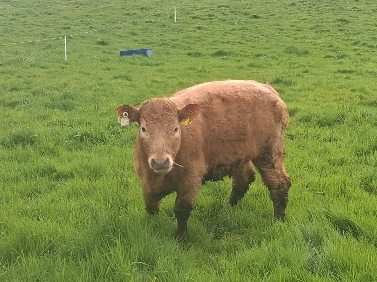 Organic Heifers - Image 3