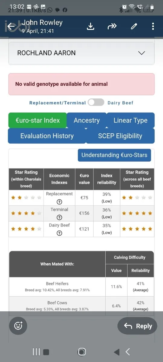 Charolais bull - Image 2