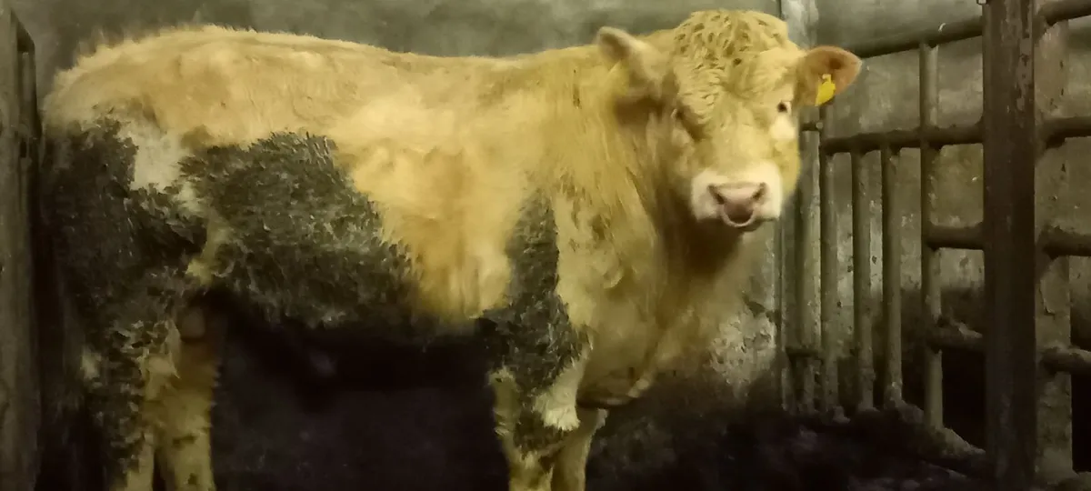 Charolais bull - Image 1