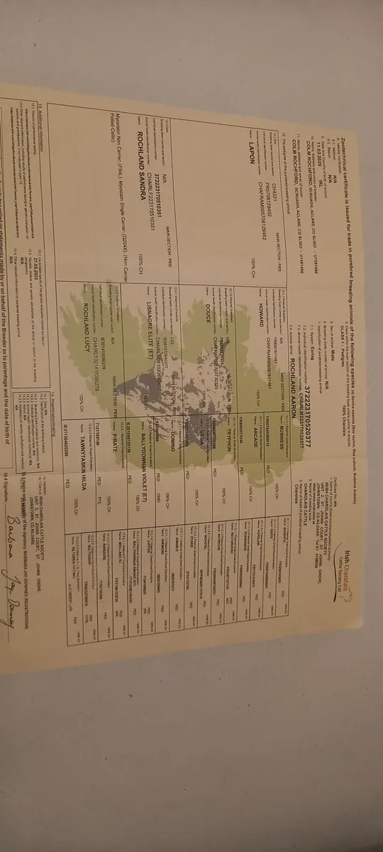 Charolais bull - Image 3