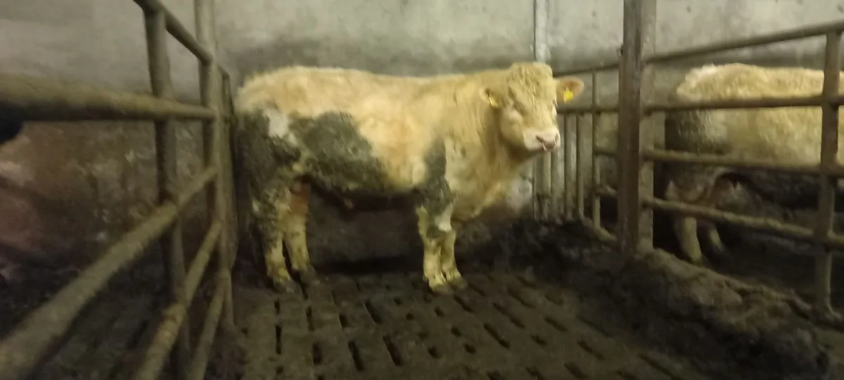 Charolais bull - Image 4