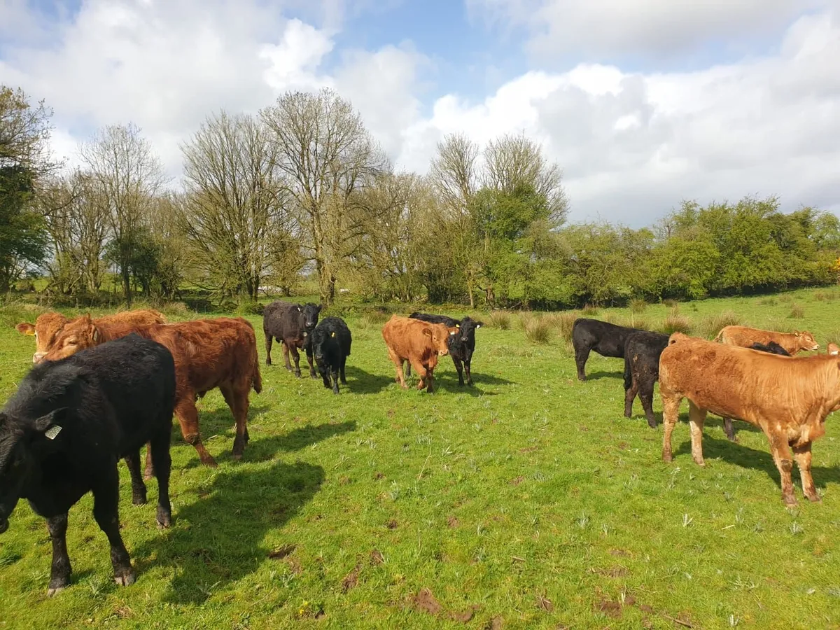 Cattle/ organic yearlings - Image 2