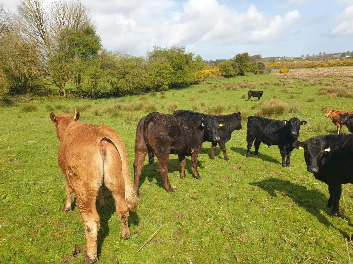 Cattle/ organic yearlings - Image 3
