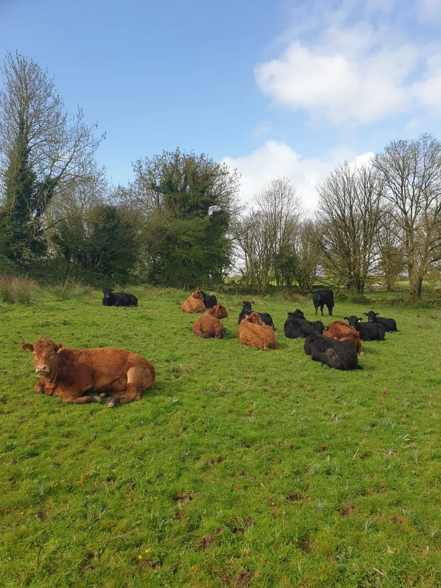 Cattle/ organic yearlings - Image 1