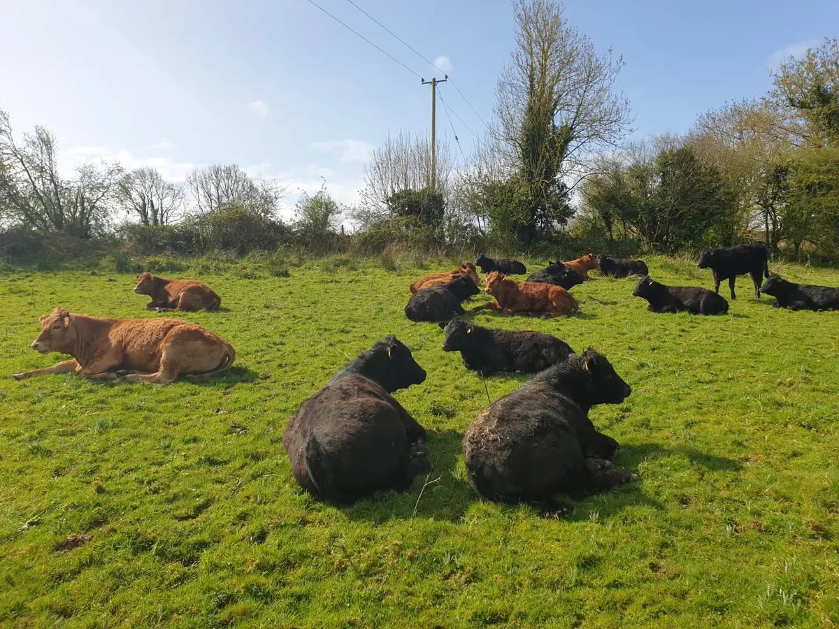 Cattle/ organic yearlings - Image 4