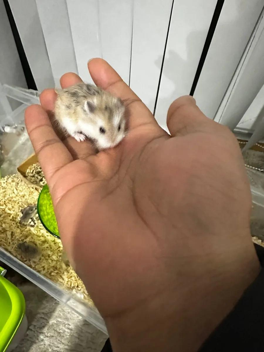 Hamster - Image 1