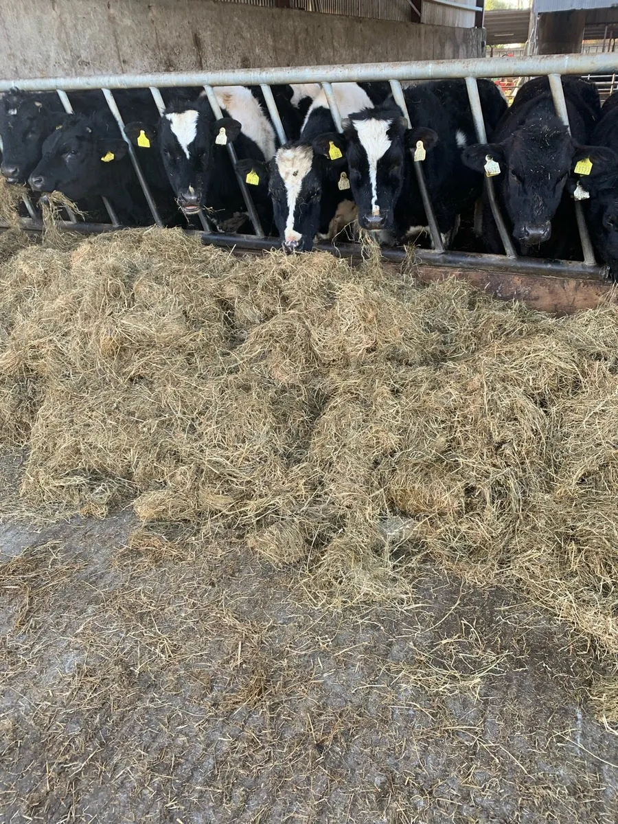 Round bale silage and haylage - Image 2