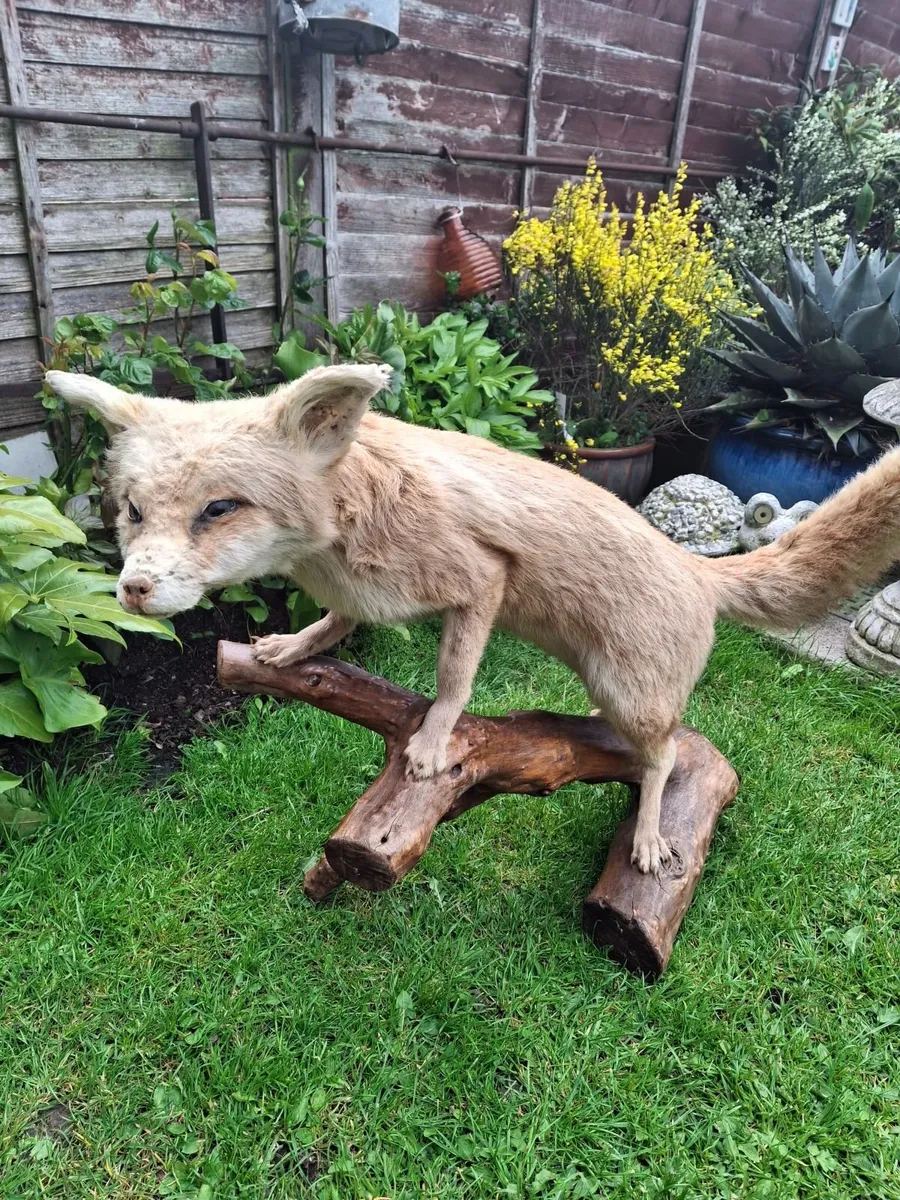 Taxidermy artic fox - Image 2