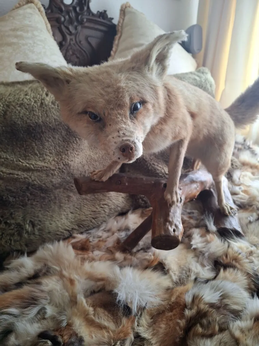 Taxidermy artic fox - Image 3