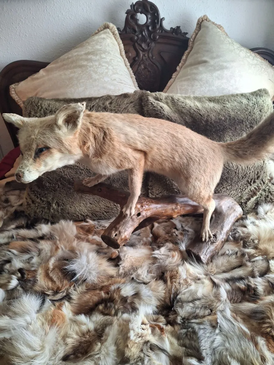 Taxidermy artic fox - Image 4