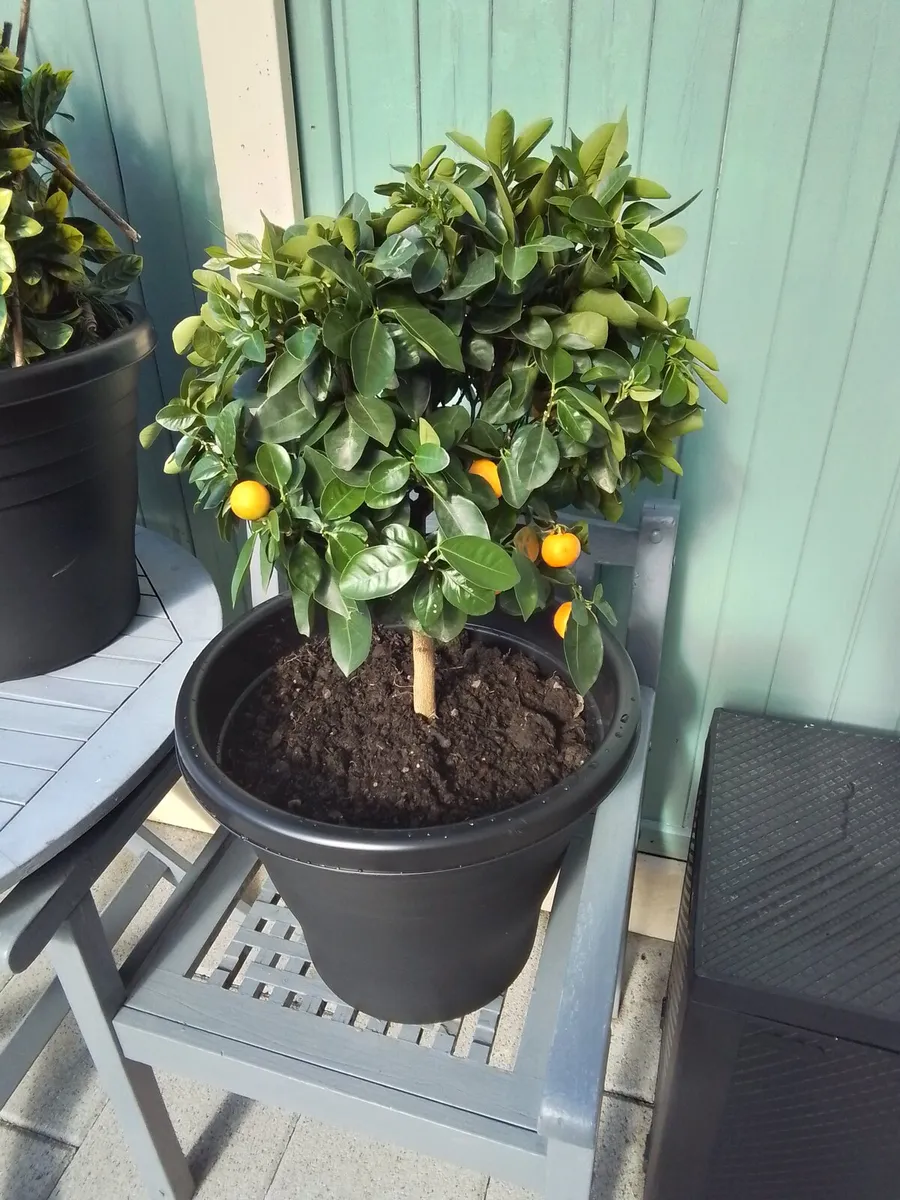 3ft potted orange plant