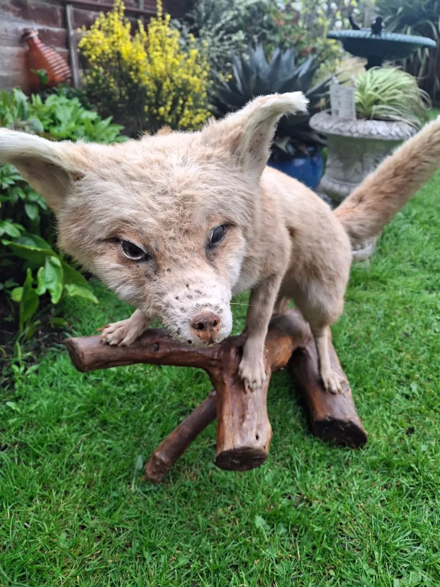 Taxidermy artic fox - Image 1