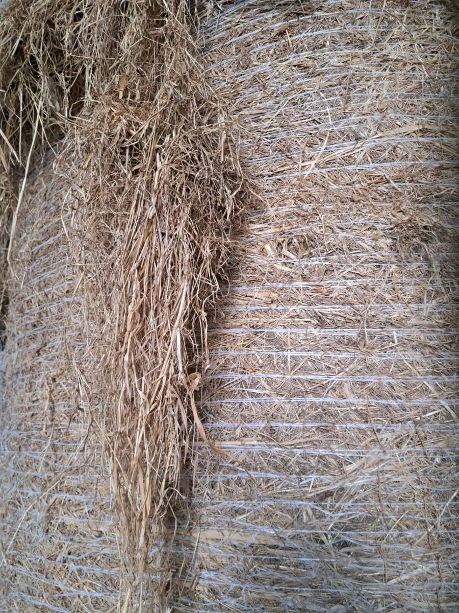 Aberdeen Angus/ Callow hay - Image 1