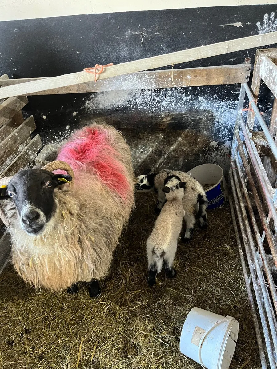 Ewe and 2 lambs - Image 1