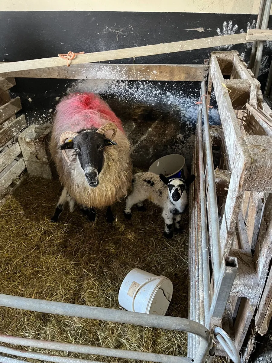 Ewe and 2 lambs - Image 2