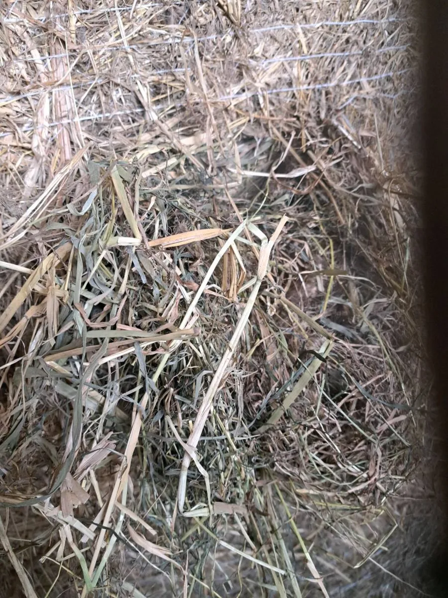 Aberdeen Angus/ Callow hay - Image 2