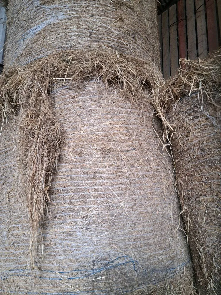 Aberdeen Angus/ Callow hay - Image 3