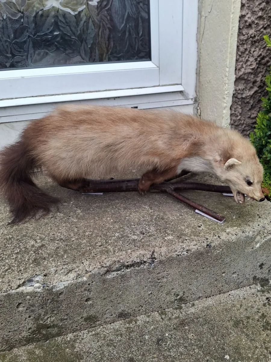Taxidermy mink - Image 1