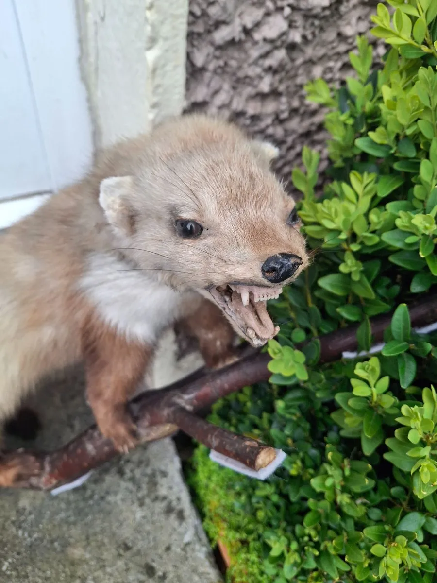 Taxidermy mink - Image 3