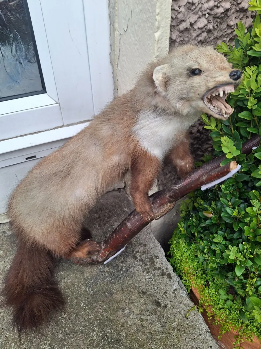 Taxidermy mink - Image 4