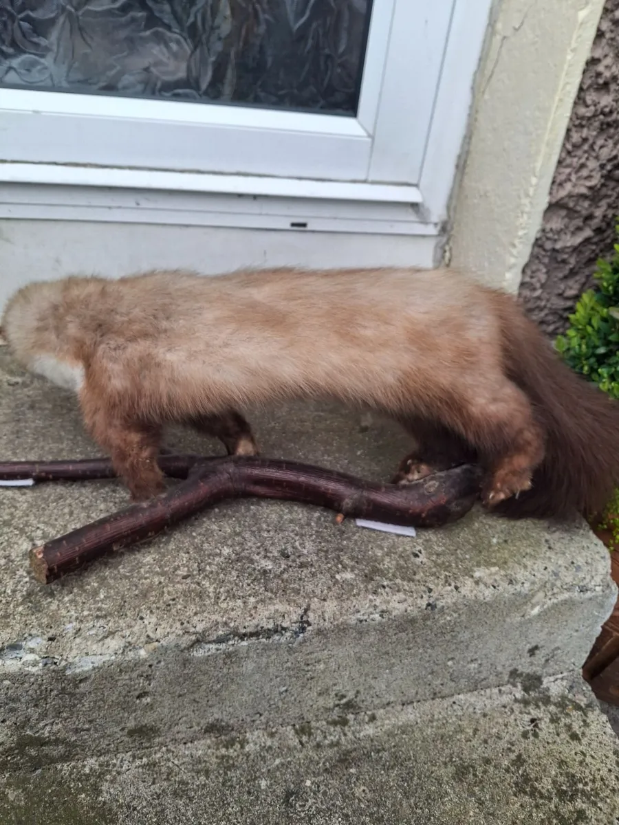 Taxidermy mink - Image 2