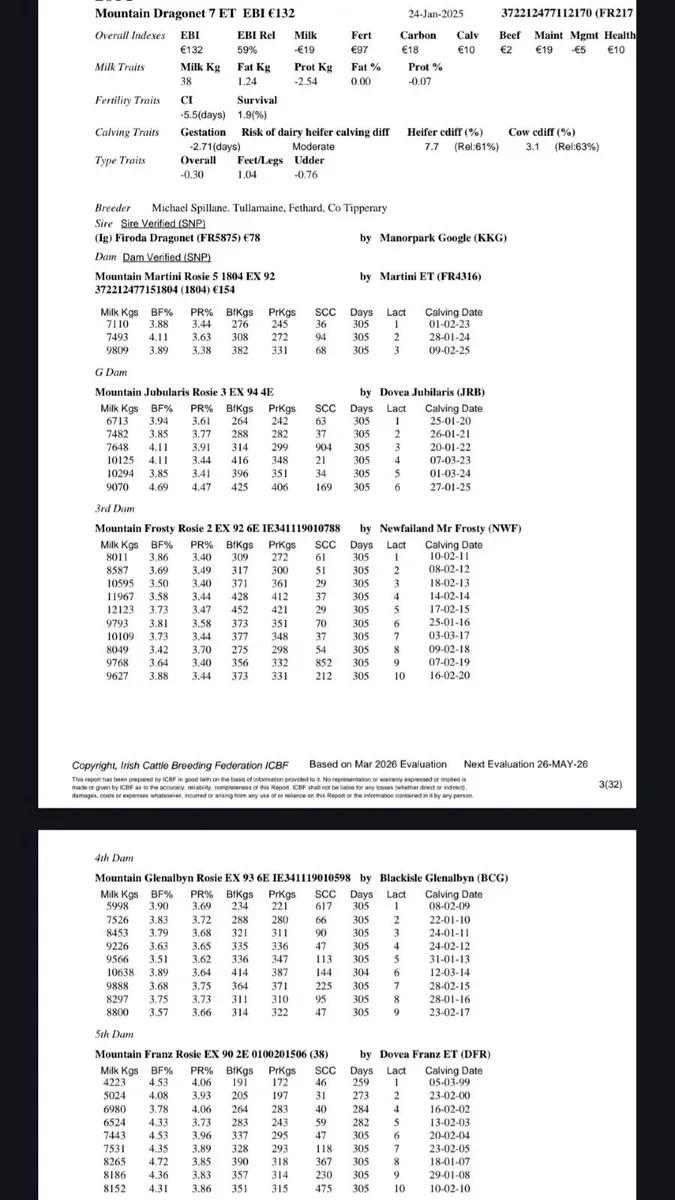Kilkenny bull sale Mountain Friesians - Image 3