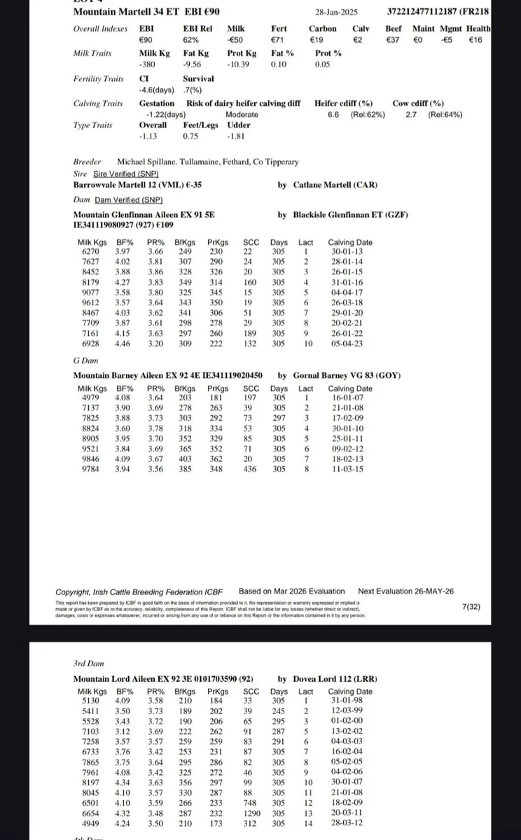 Kilkenny bull sale Mountain Friesians - Image 4
