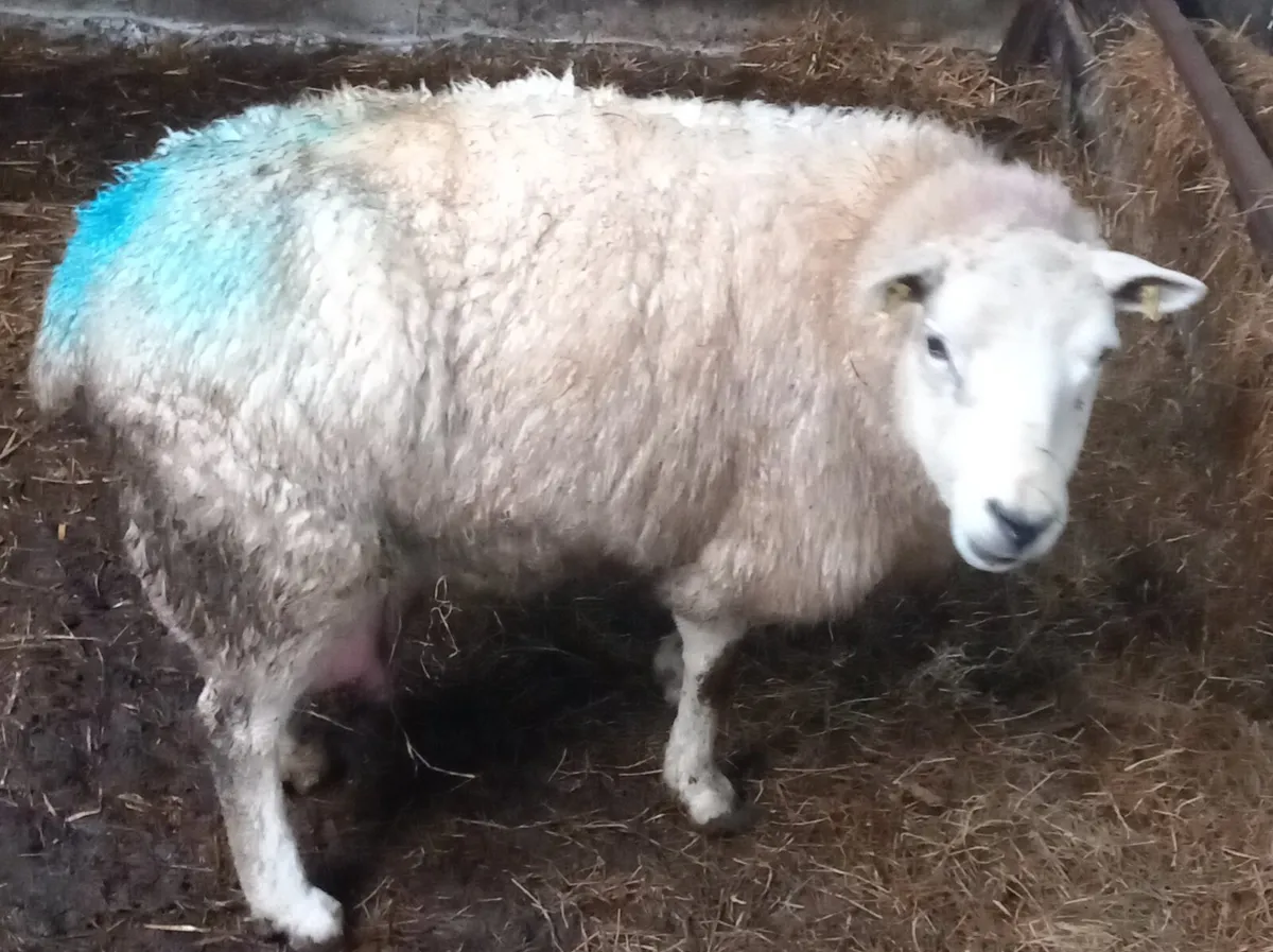 FOSTER EWE