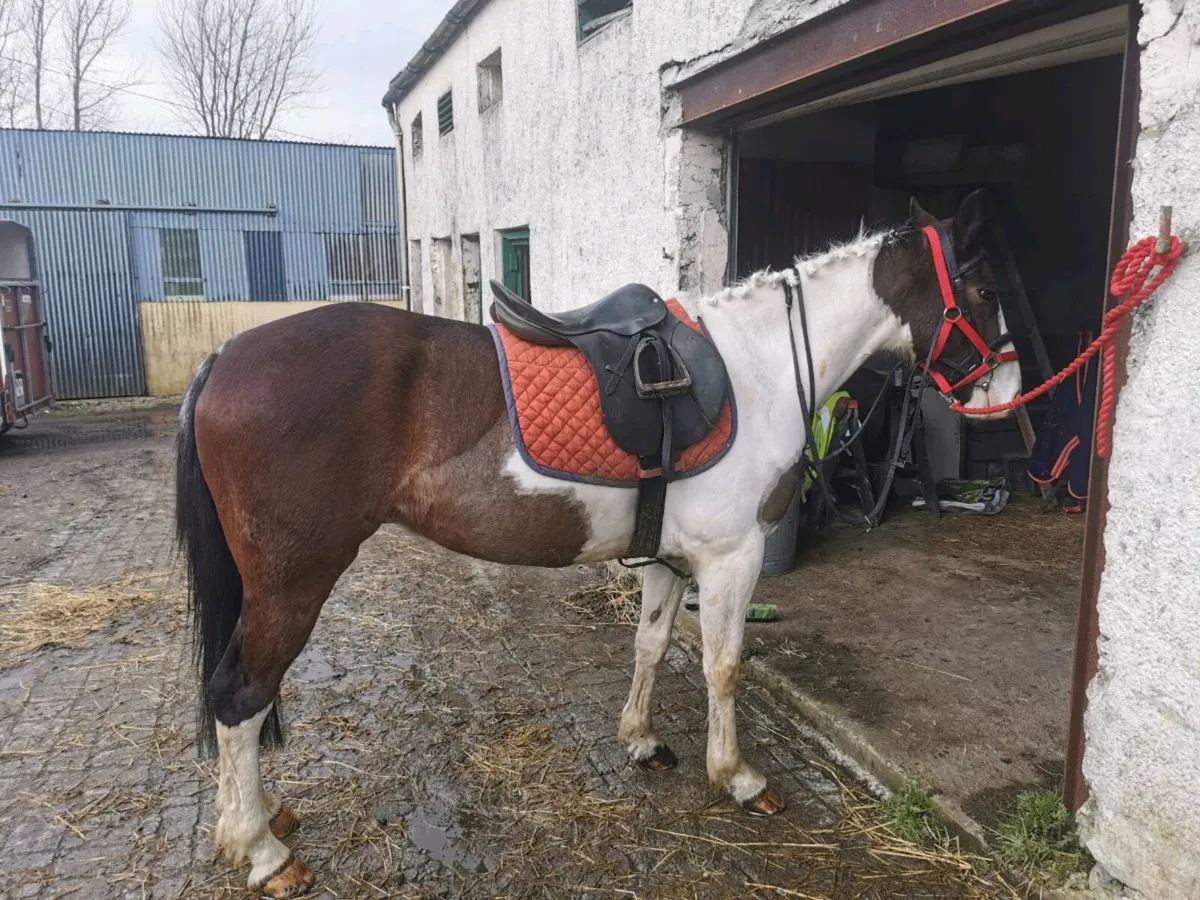 Flashy Cob - Image 4