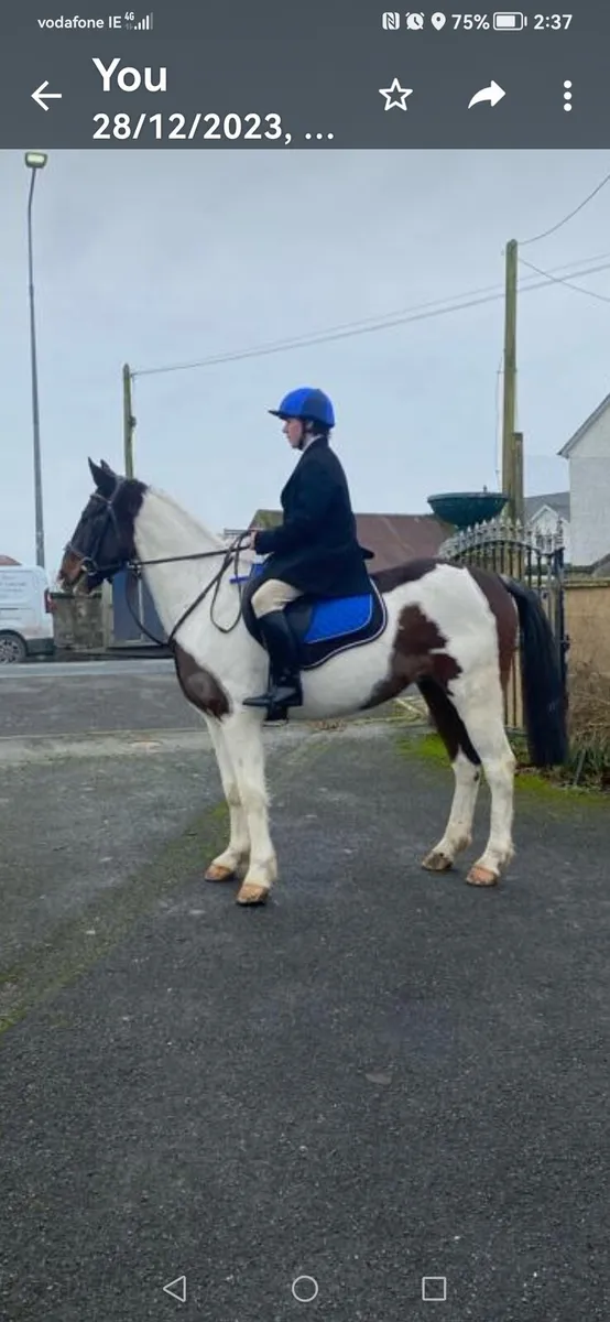 Flashy Cob - Image 2